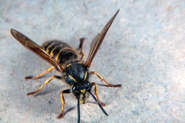 Helle Warnfärbung Bei Dieser Gemeinen Wespe — Stockfoto