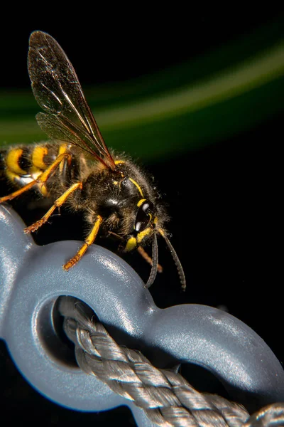 Bright Warnings Coloration Common Wasp — Stock Photo, Image