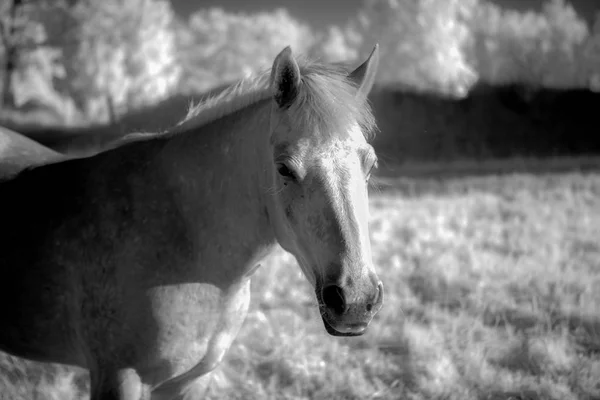 Ritratto Cavallo Con Filtro Infrarossi — Foto Stock