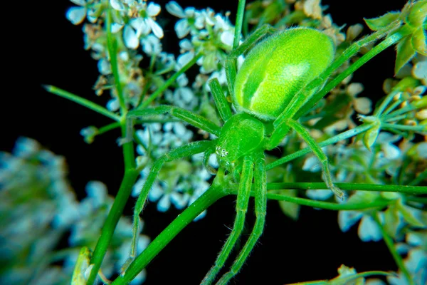 Micrommata Virescen Ore Cazador Verde Araña — Foto de Stock