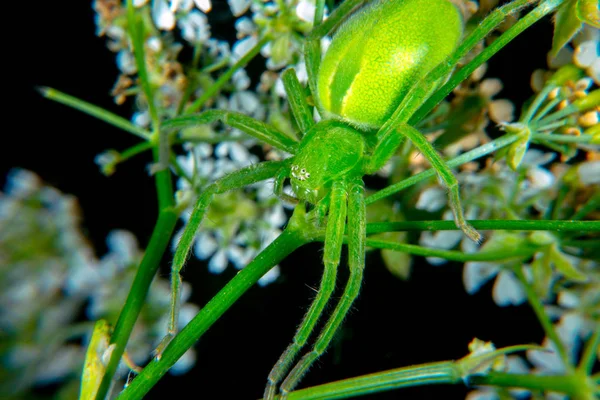 Micrommata Virescen Cevheri Yeşil Avcı Örümcek — Stok fotoğraf