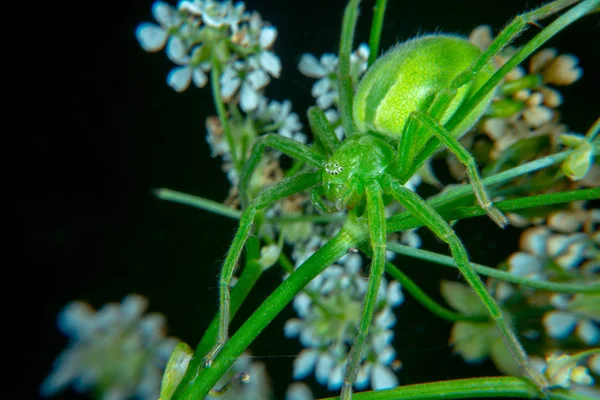 Micrommata Virescen Érc Zöld Huntsman Pók — Stock Fotó