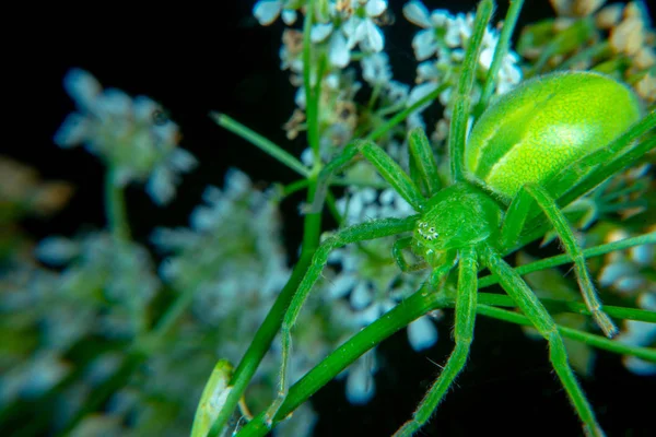 Micrommata Virescen Érc Zöld Huntsman Pók — Stock Fotó