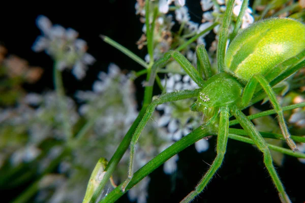 Micrommata Virescen Érc Zöld Huntsman Pók — Stock Fotó