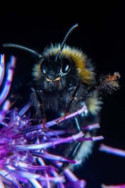 Bumblebee thistle yaz aylarında Tarih