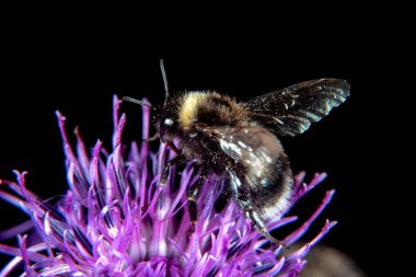 Bumblebee thistle yaz aylarında Tarih