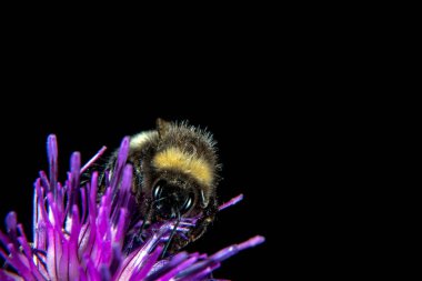 Bumblebee thistle yaz aylarında Tarih