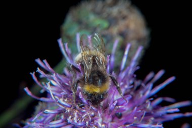 Bumblebee thistle yaz aylarında Tarih