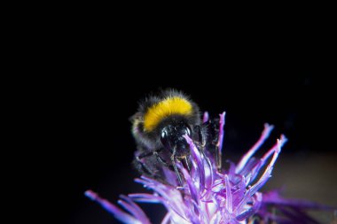 Bumblebee thistle yaz aylarında Tarih