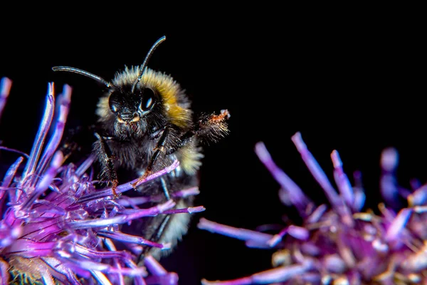 Bumblebee thistle yaz aylarında Tarih
