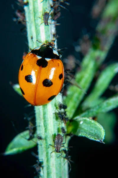 Marienkäfer Einer Pflanze Mit Pflanzenläusen — Stockfoto