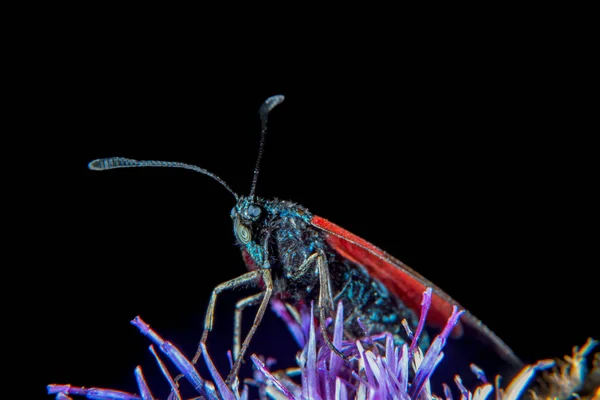 Burnet Moth Rodziny Zygaena Minos — Zdjęcie stockowe