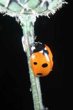 Bitki biti ile bir devedikeni üzerinde Ladybug