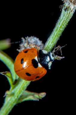 Bitki biti ile bir devedikeni üzerinde Ladybug