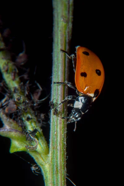 Bitki Biti Ile Bir Devedikeni Üzerinde Ladybug — Stok fotoğraf
