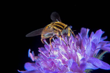 Bir Plume devedikeni çiçek üzerinde Büyük Tiger Hoverfly