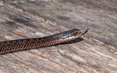 Kuzey Viper cevheri ortak toplayıcı en yaygın terrestial yılan biridir