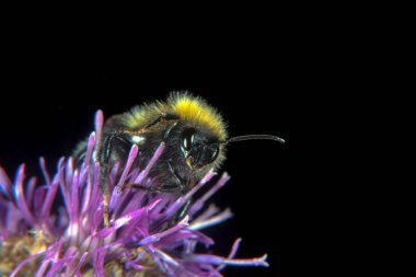 Hayvan ve çiçek hem ayı kollar, keskin iğneler ve stinger