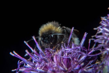 Hayvan ve çiçek hem ayı kollar, keskin iğneler ve stinger