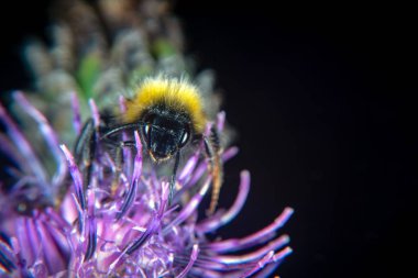 Hayvan ve çiçek hem ayı kollar, keskin iğneler ve stinger
