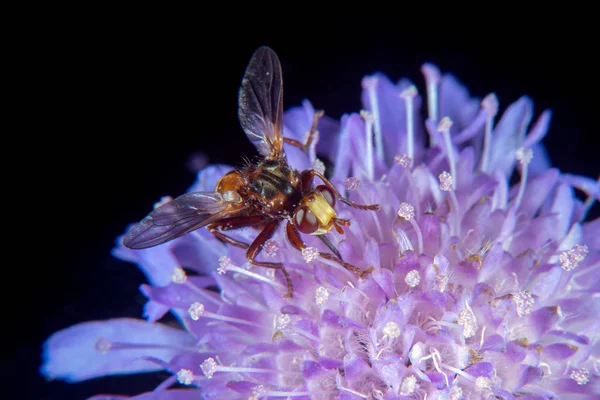 Mosca Marrom Vermelha Uma Flor — Fotografia de Stock