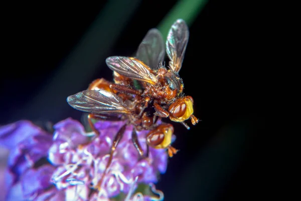 花の交配に赤茶色のハエ — ストック写真