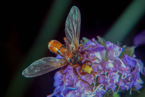 Rood Bruin Vlieg Een Bloem — Stockfoto