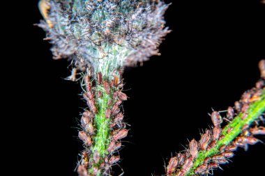 Bir ortak thistle kök üzerinde yaprak biti