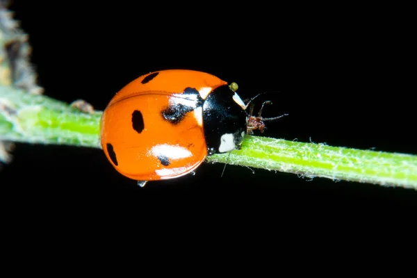 瓢虫对植物在7月中旬吃蚜虫 — 图库照片