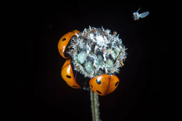 Marienkäfer Auf Einem Blütenstand Sommer Und Eine Kleine Fliege — Stockfoto