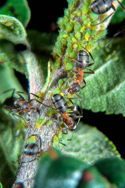 Hormigas Madera Roja Protegiendo Escuchando Sus Áfidos Verdes Una Planta —  Fotos de Stock