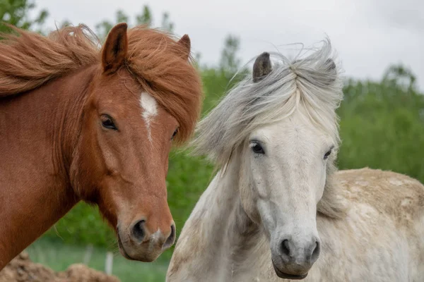 Исландские Лошади Начале Лета — стоковое фото