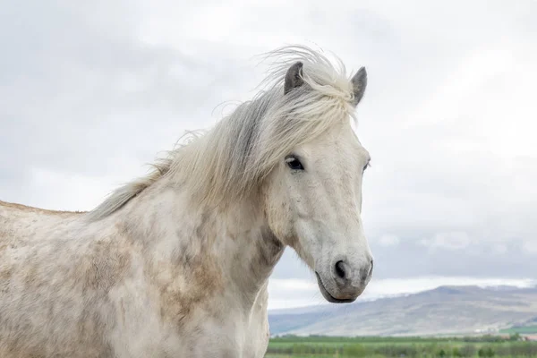 夏の初めにアイスランドの馬 — ストック写真