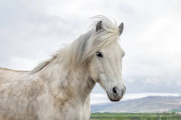 Los Caballos Islandeses Comienzo Del Verano —  Fotos de Stock