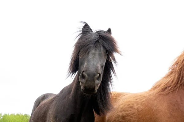 Cavalos Islandeses Início Verão — Fotografia de Stock