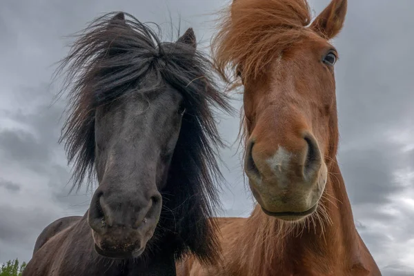 Los Caballos Islandeses Comienzo Del Verano —  Fotos de Stock