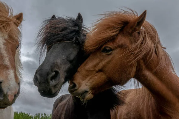 Los Caballos Islandeses Comienzo Del Verano —  Fotos de Stock