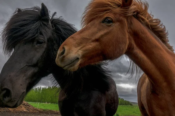 Icelandic Horses Begining Summer — Stock Photo, Image