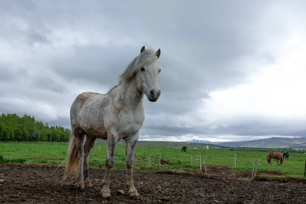 夏の初めにアイスランドの馬 — ストック写真