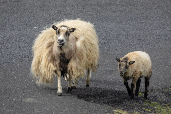 Owce Drodze Lecie — Zdjęcie stockowe