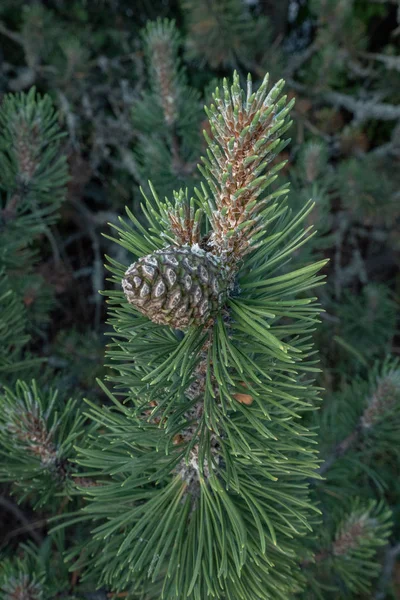 Pinecones Nas Fases Iniciais Crescimento — Fotografia de Stock