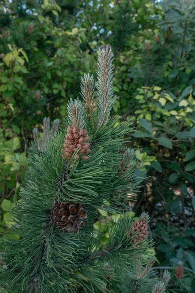 Pinecones Στα Πρώτα Στάδια Της Ανάπτυξης — Φωτογραφία Αρχείου