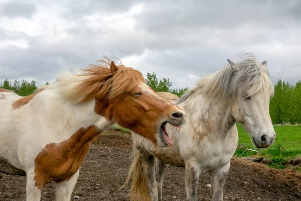 Caballos Islandeses Verano Islandia — Foto de Stock