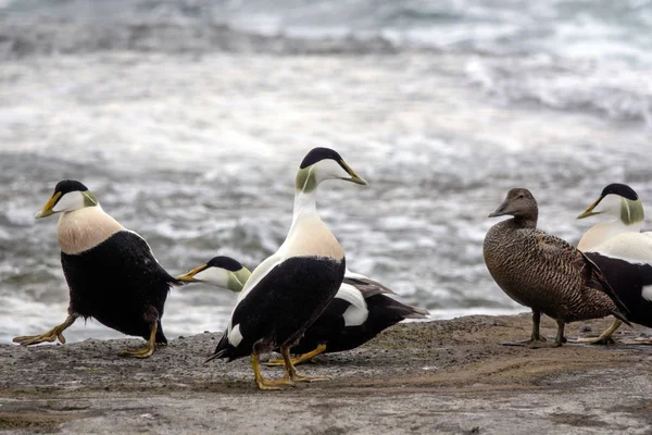 Ortak Eider Siyah Beyaz Deniz Ördek Olduğunu — Stok fotoğraf