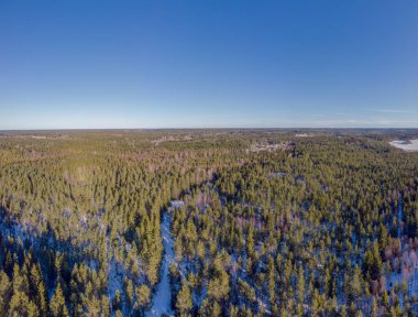 Yaprak dökmeyen ağaçlar ve yerde geç Kışın kar