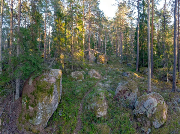 Skogsområder Skogen Sommeren – stockfoto