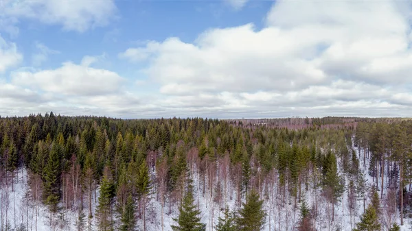 Jehličnatých Stromů Zem Pozdní Zimě Sníh — Stock fotografie