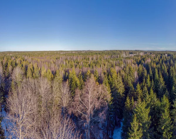 Yaprak dökmeyen ağaçlar ve yerde geç Kışın kar