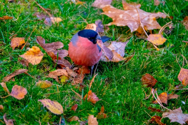 Pinzón Euroasiático Entre Las Hojas Autum — Foto de Stock