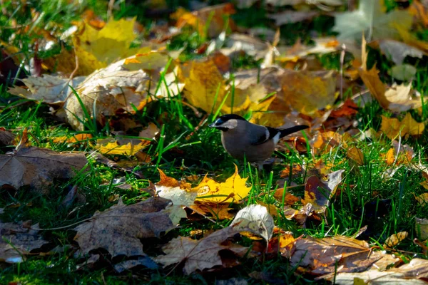 Gimpel Zwischen Herbstblättern — Stockfoto